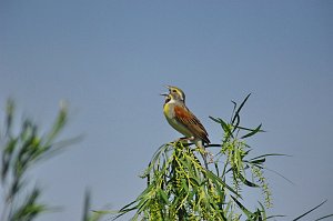 Dickcissel, 2009-06220618 Hawkeye Wildlife Management Area, IA